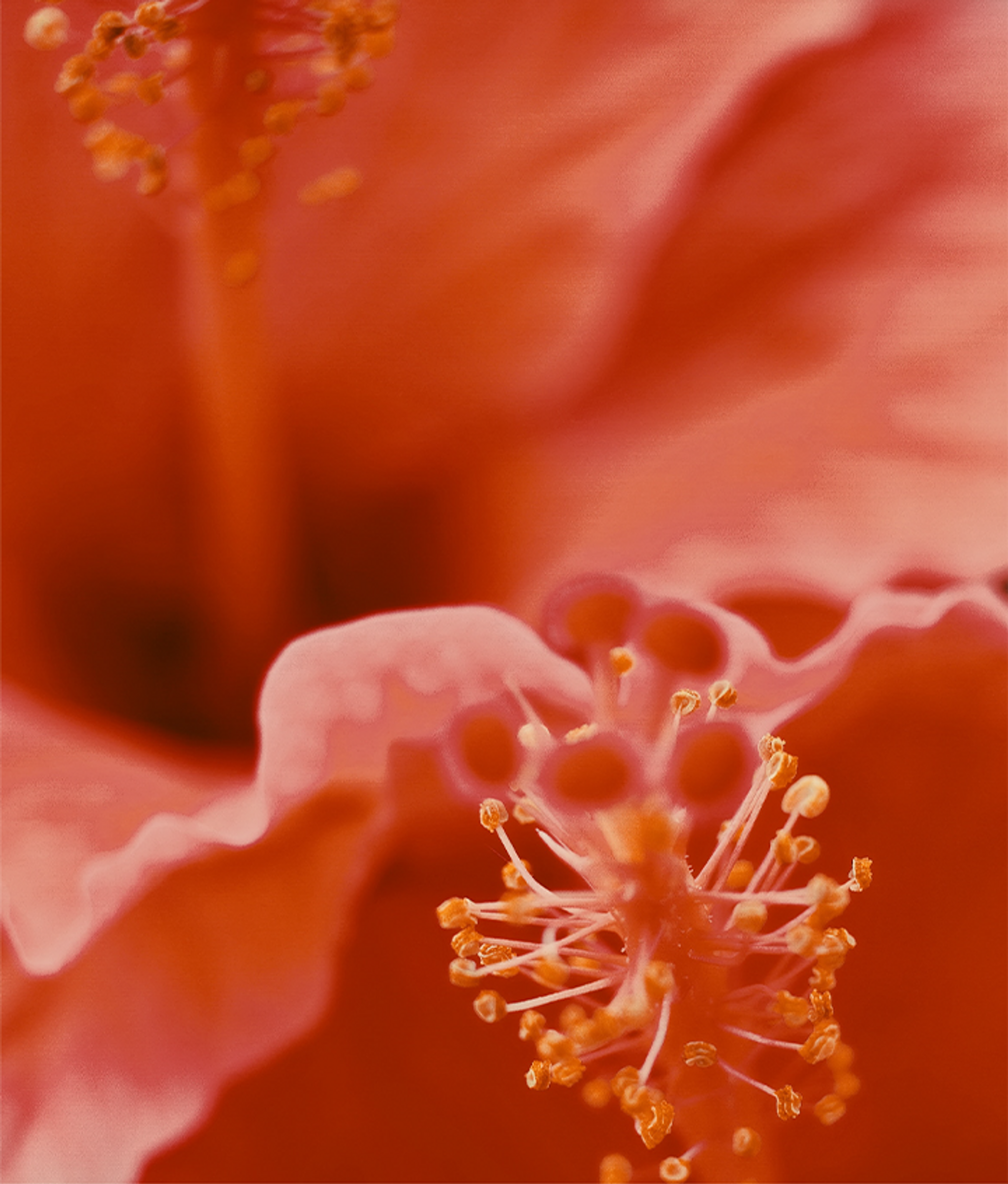 CHA Hibiscus Ginger Lime (12oz Can - 12 Pack)