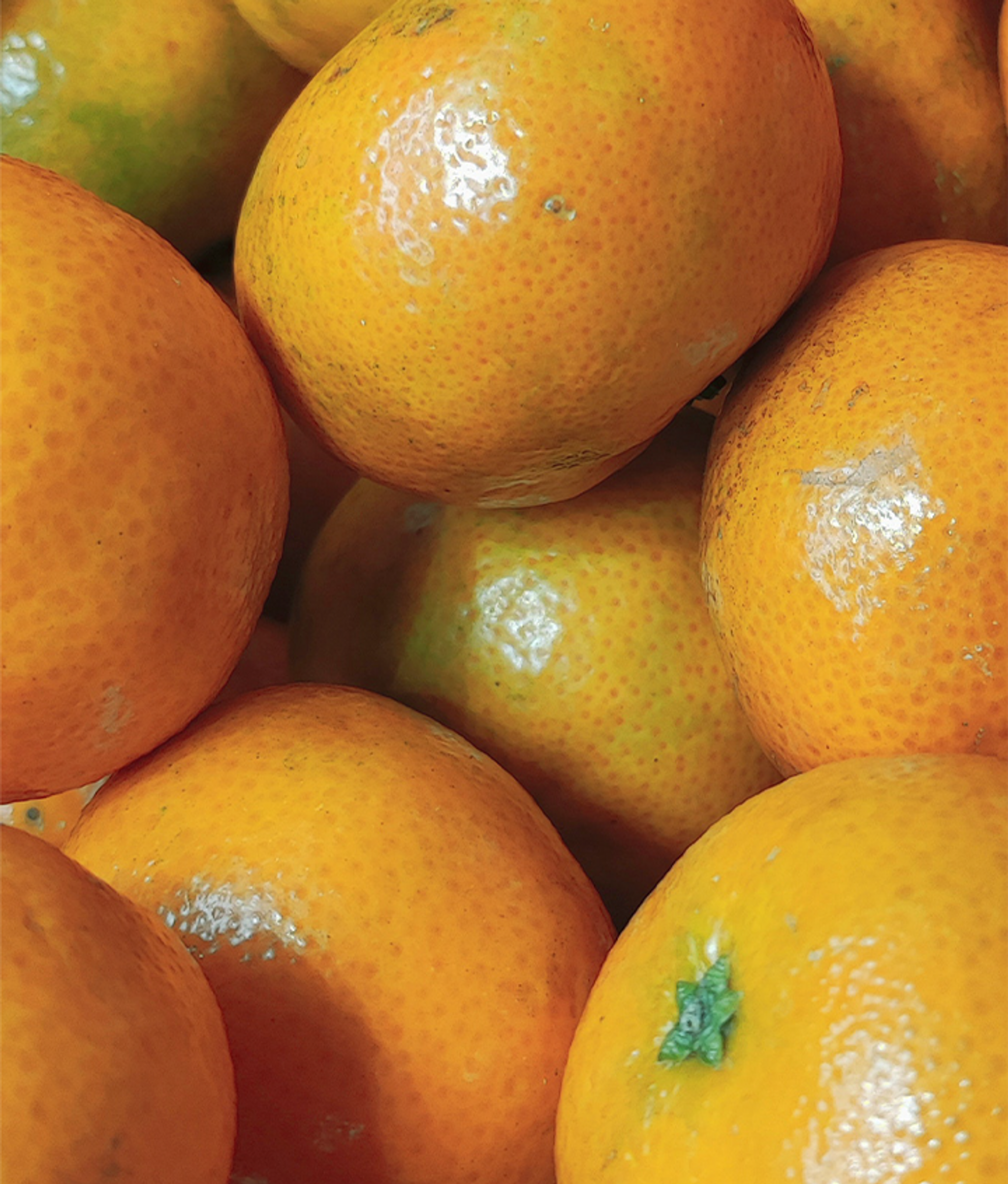 CHA Tangerine White Tea (12oz Can - 12 Pack)