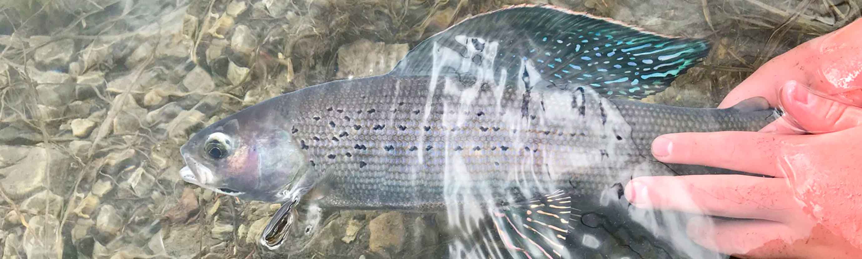 Don't get caught without tippet and leaders!