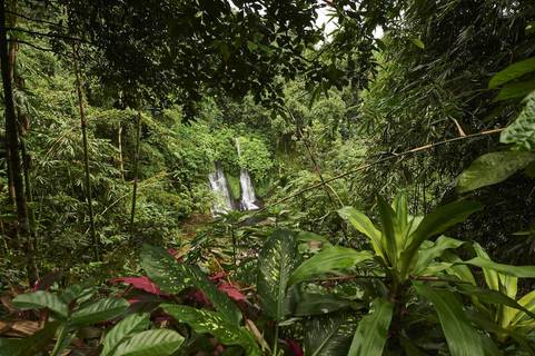 Southeast Asia Plant Bio Leaf Envy