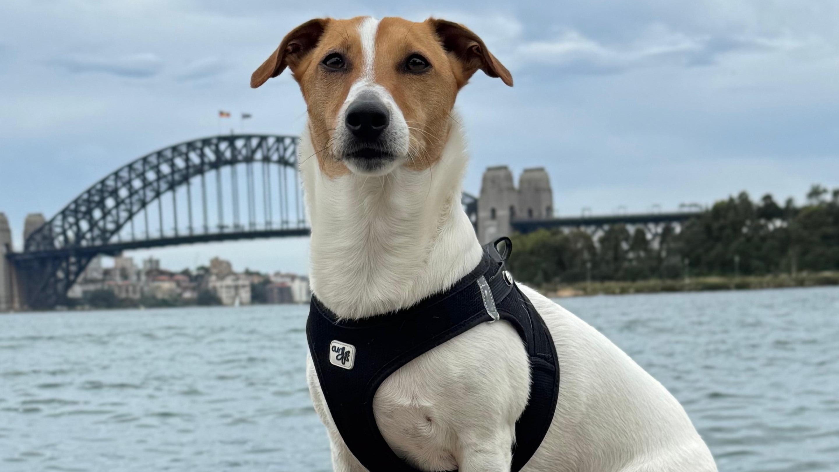 Pablo the Jack Russell