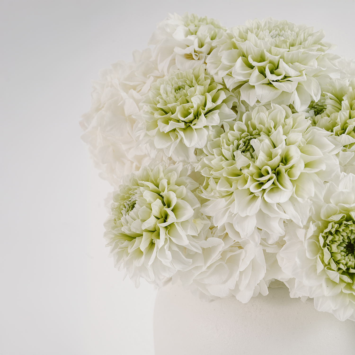 Grand Venus | Preserved Hydrangeas & Dahlias | Venus et Fleur