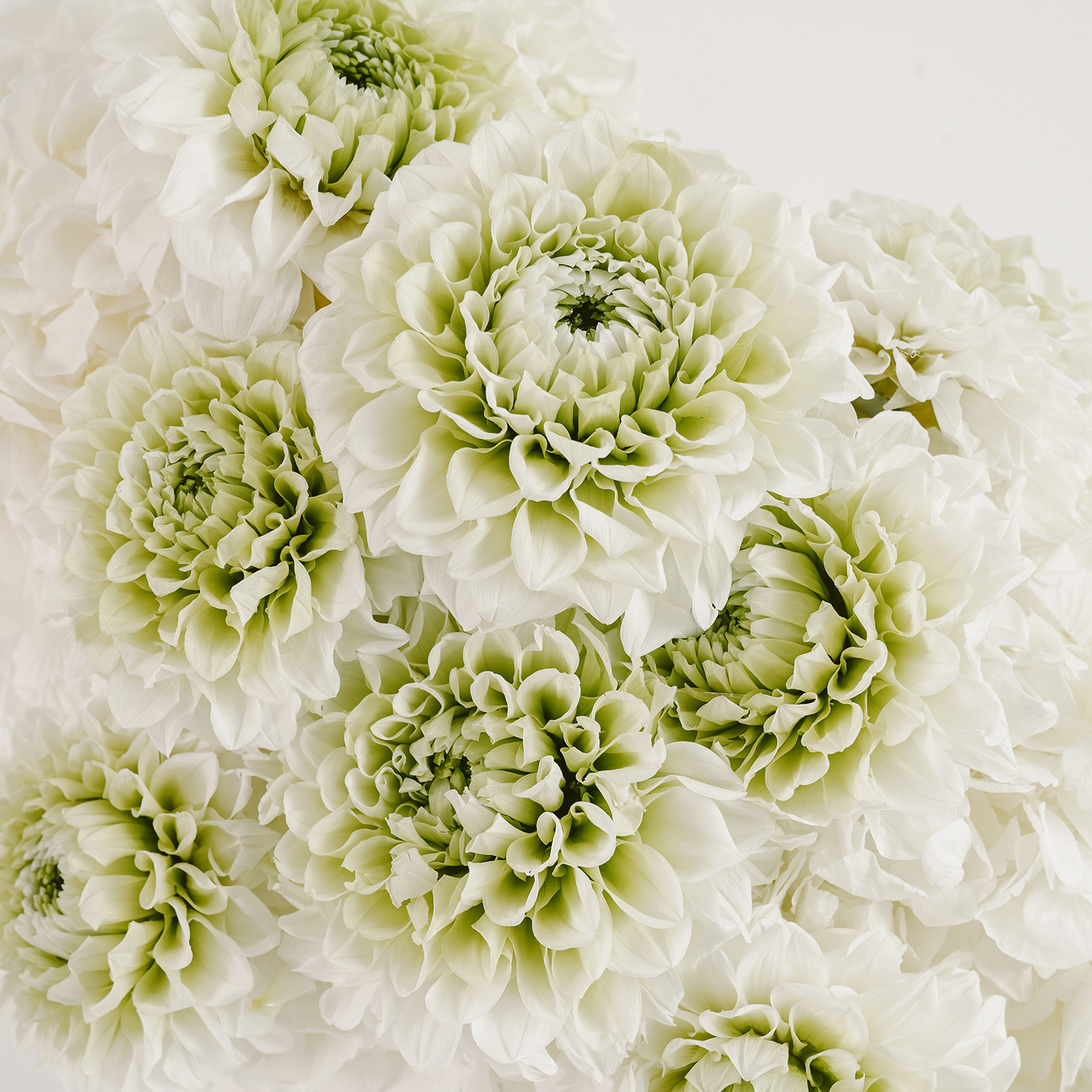 Grand Venus | Preserved Hydrangeas & Dahlias | Venus et Fleur
