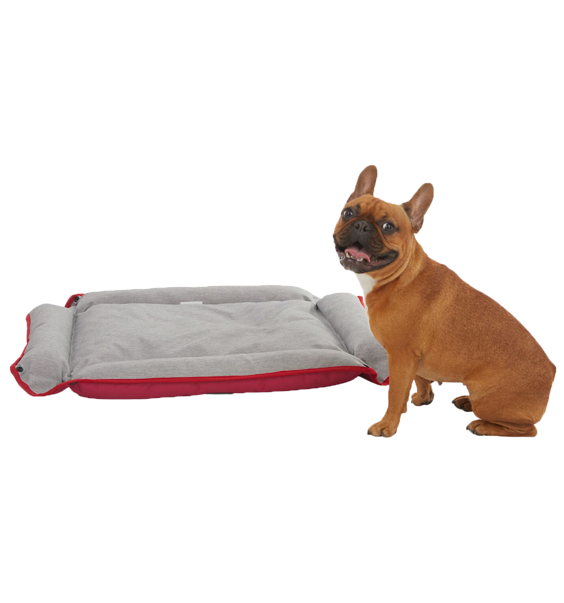 Brown Frenchie sitting next to red, Black and Decker Four Way Snap Pet Bed.