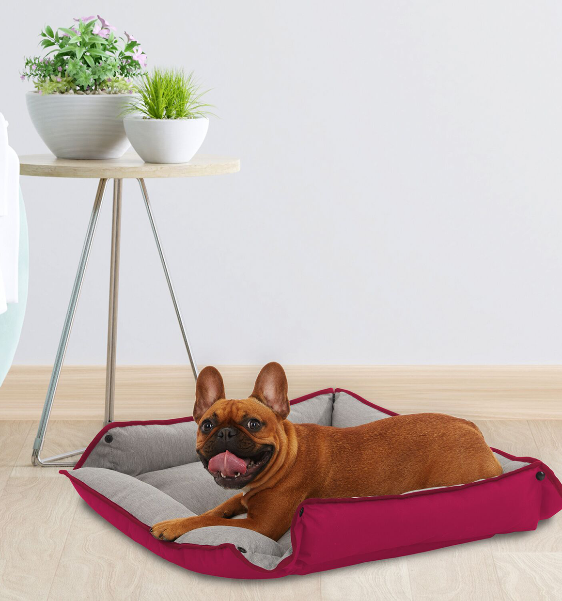 Brown Frenchie sitting next to red, open Black and Decker Four Way Snap Pet Bed