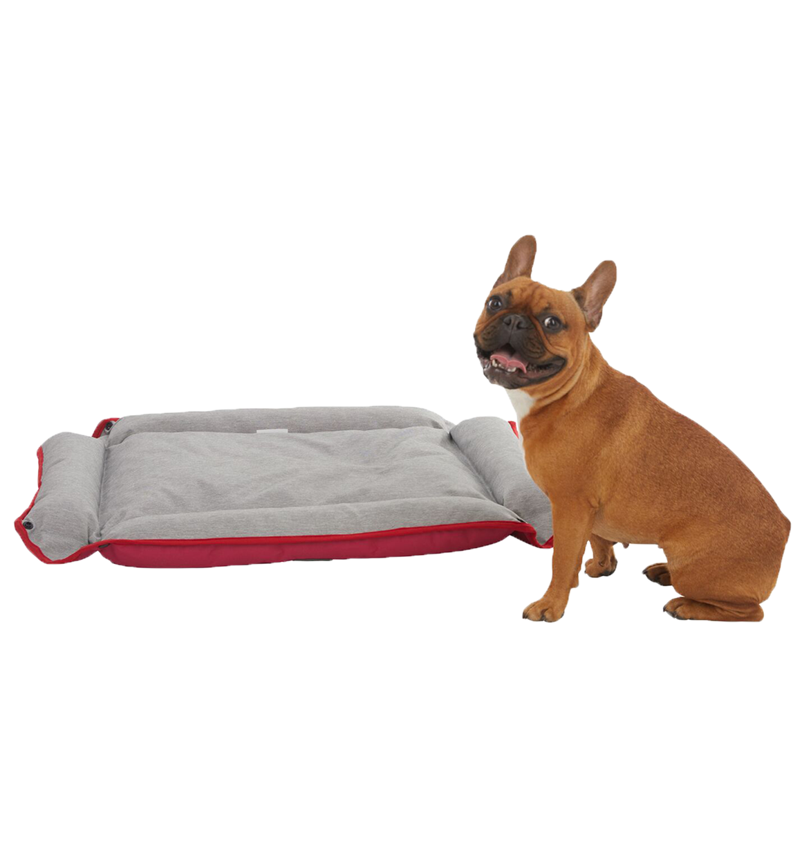 Brown Frenchie laying on red, Black and Decker Four Way Snap Pet Bed next to end table
