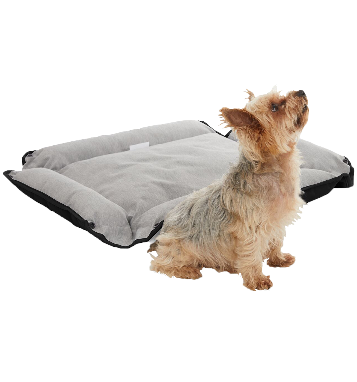 Small dog sitting next to open black, Black and Decker Four Way Snap Pet Bed