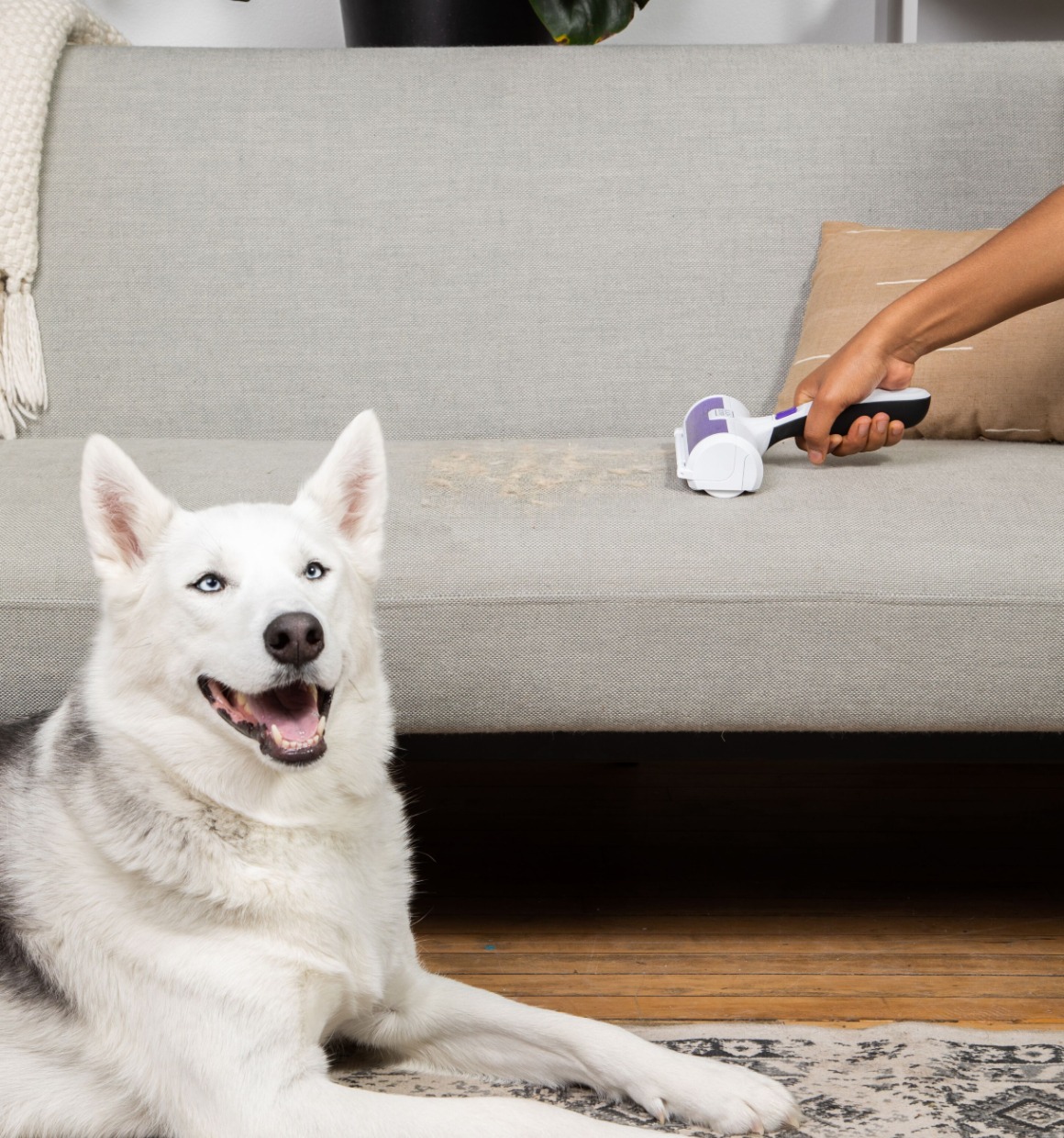 Hand shown using the BLACK+DECKER Pet Hair Remover to remove dog hair from a sofa with a dog sitting next to the sofa.