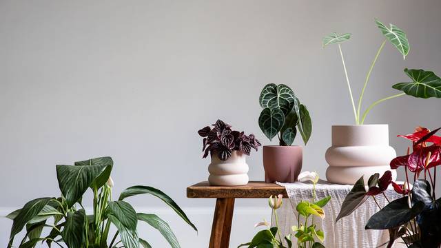 Windsor Rust Planter - Leaf Envy