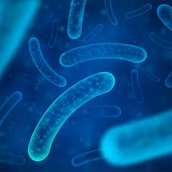 ENTEROCOCCUS FAECIUM