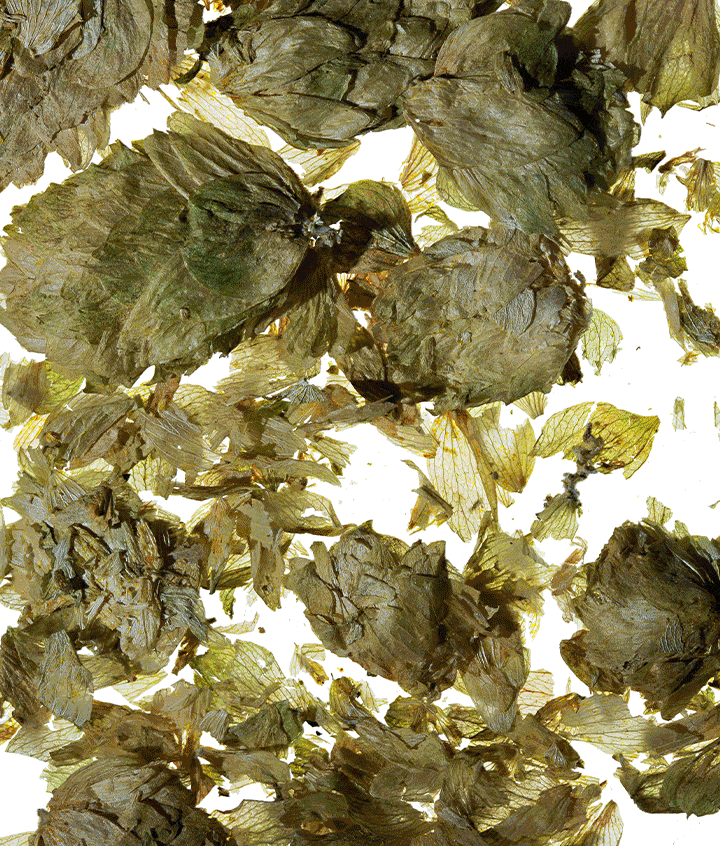 Island Hopper (12oz Can - 12 Pack)