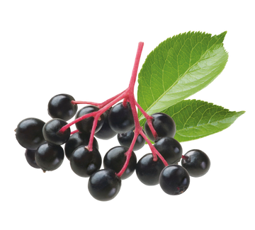 elderberry cluster