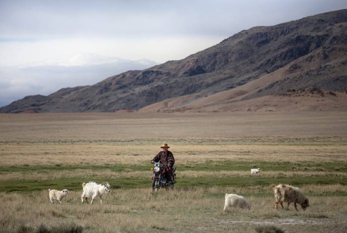 Goats and herder in Mongolia