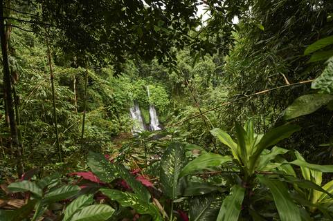 Southeast Asia Jungle