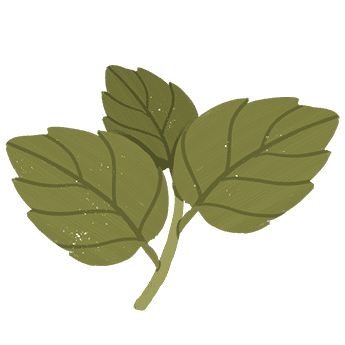 Mint