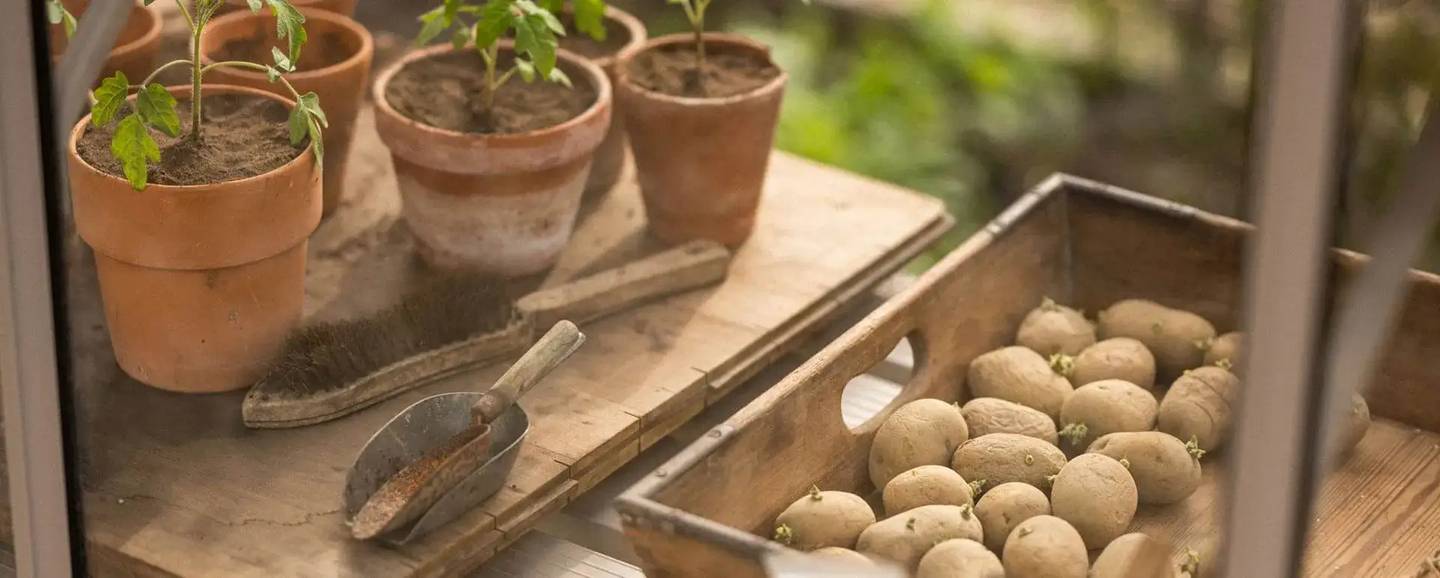 Potted plants and potatoes on a wooden surface