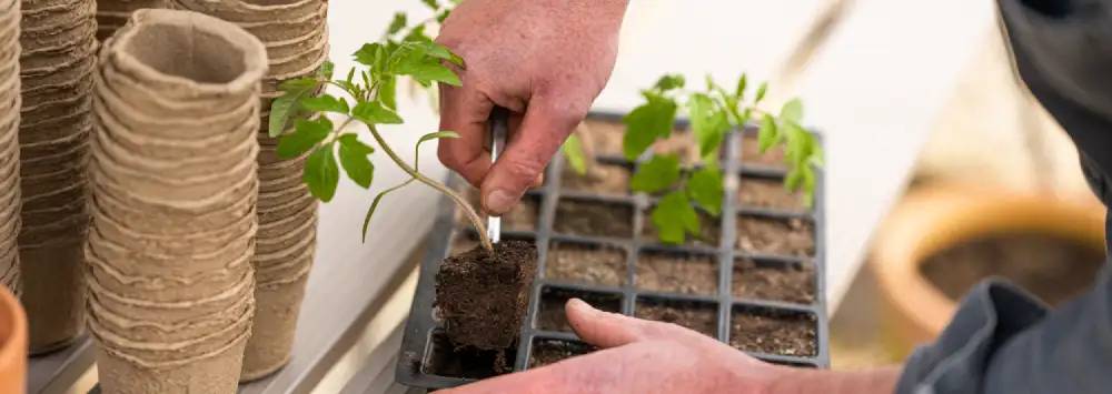 Removing plants from seed tray