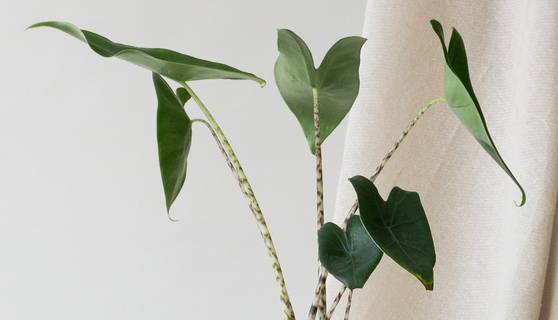 Alocasia Zebrina House Plants By Leaf Envy