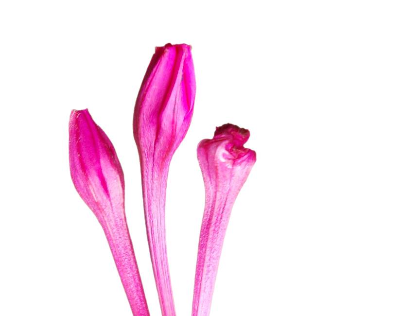 Abstract Energetic Ingredient