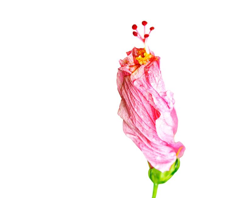 Hibiscus INCI Banner