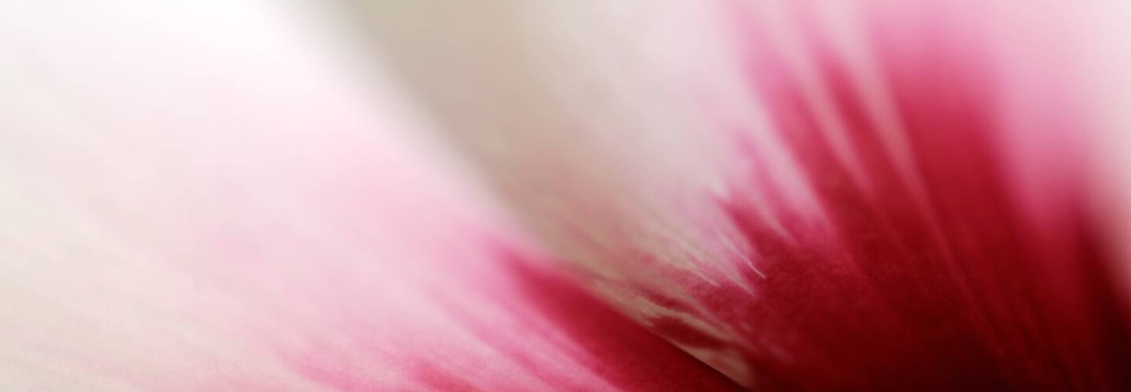 Hibiscus Energetic Formulations Banner