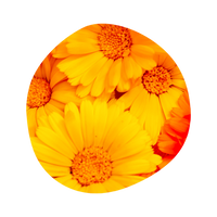 Calendula