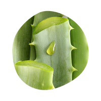 Aloe 