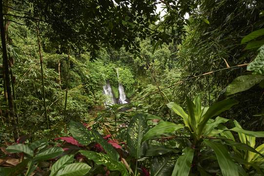 Southeast Asia Jungle