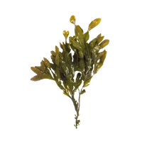 KELP SEAWEED