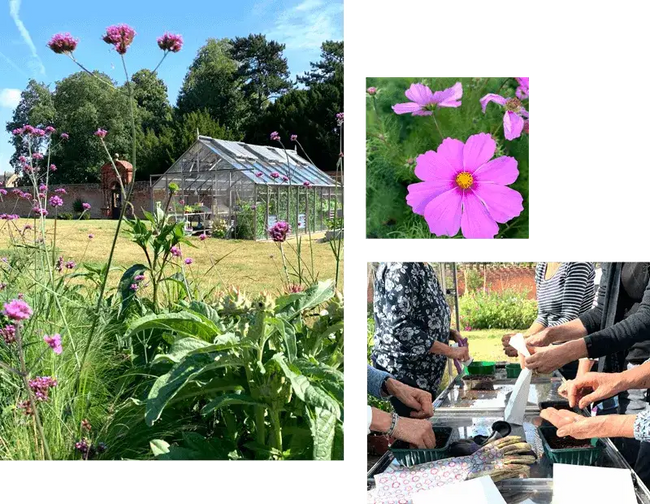 Selection of photos from Norfolk school of gardening