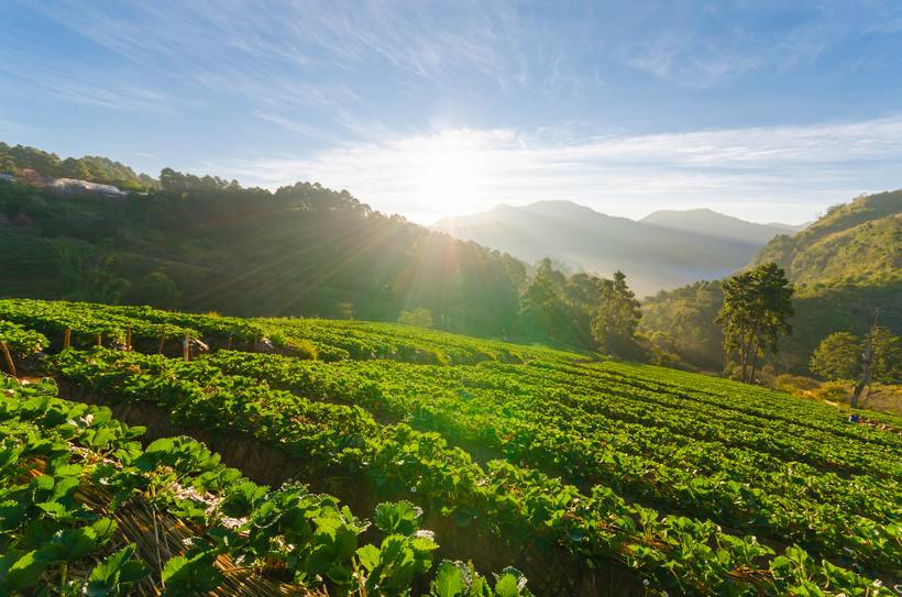 Rolling organic farmland on a sunny day