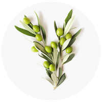 Olive Leaf Extract