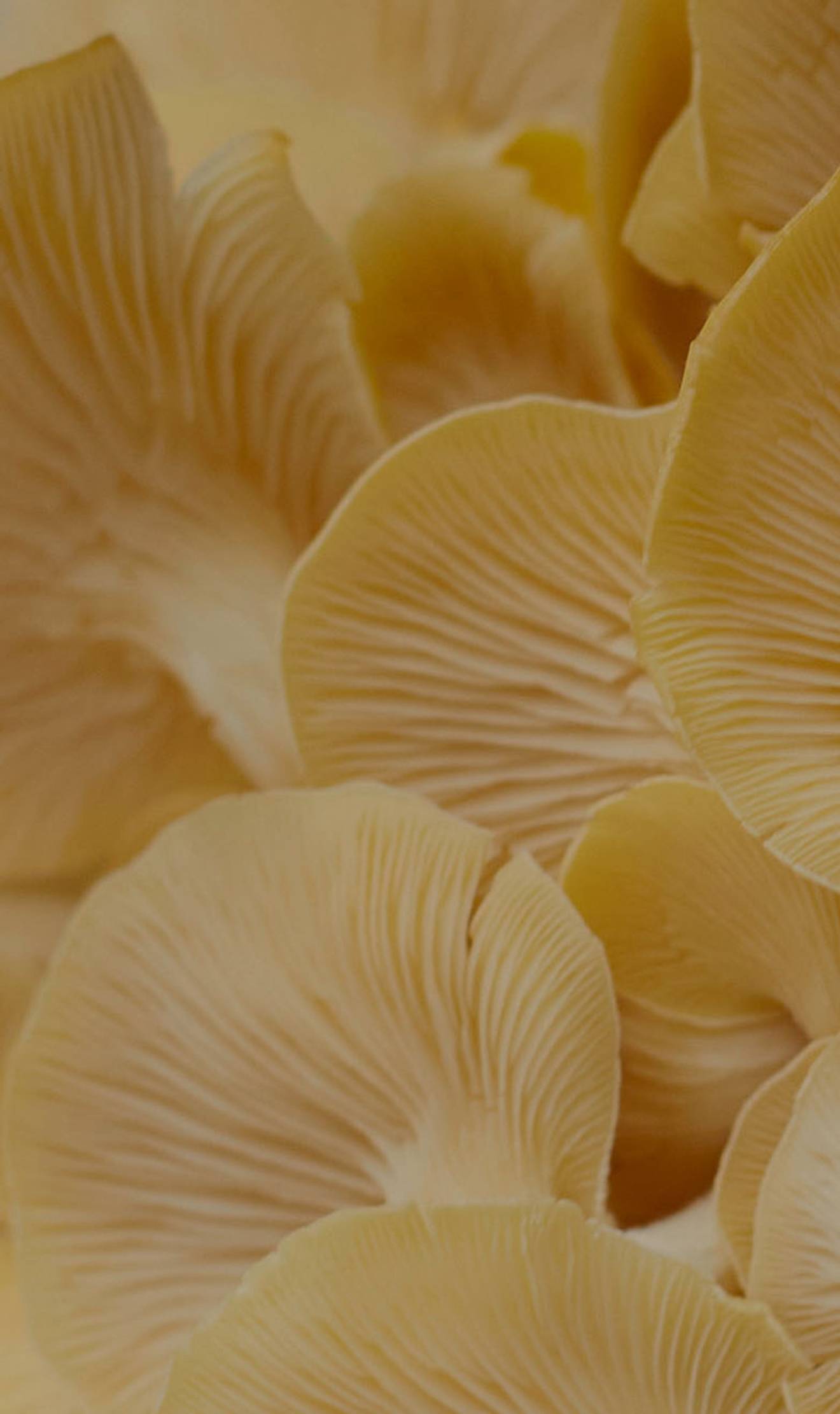 THE<BR>GUT HEALTH<br>REBOOT