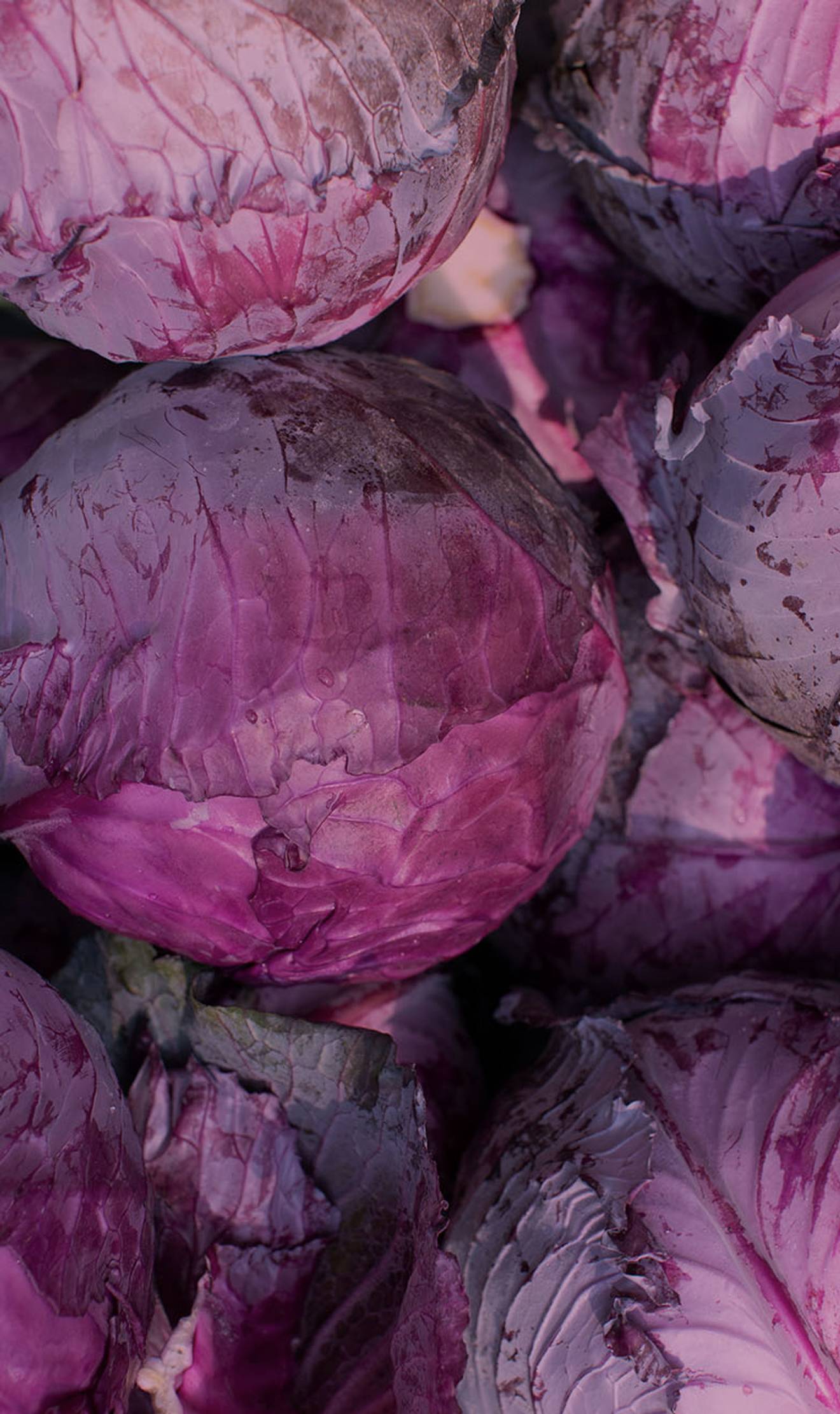 THE <br> PERFORMANCE <br> SYSTEM