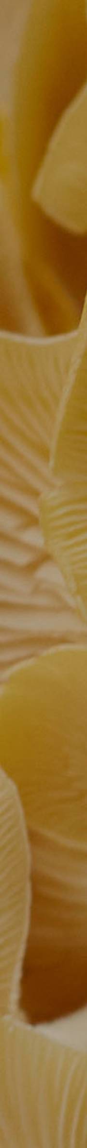 The Gut Health Reboot