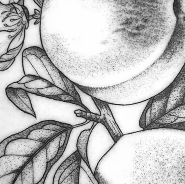 Detailed botanical illustration of fruits and leaves in black and white.