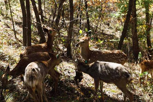 Passion & Desire Bundle