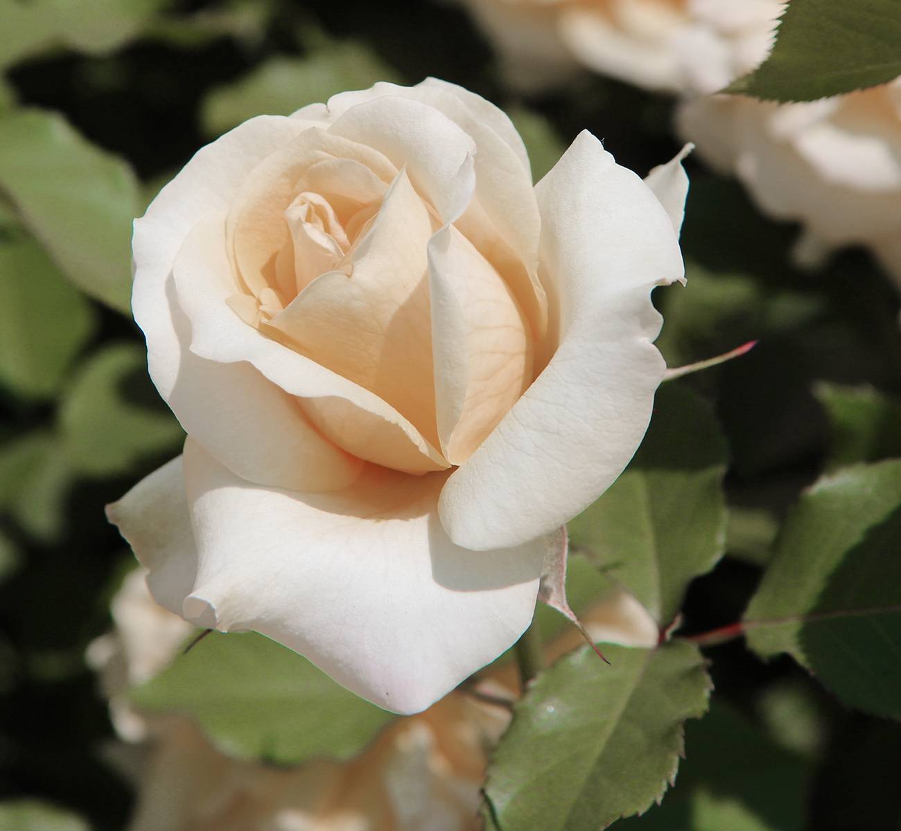 Photograph of a blooming white rose 
