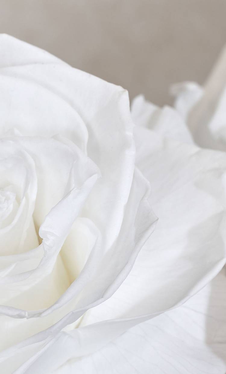 up-close image of white Venus en Fleur roses 
