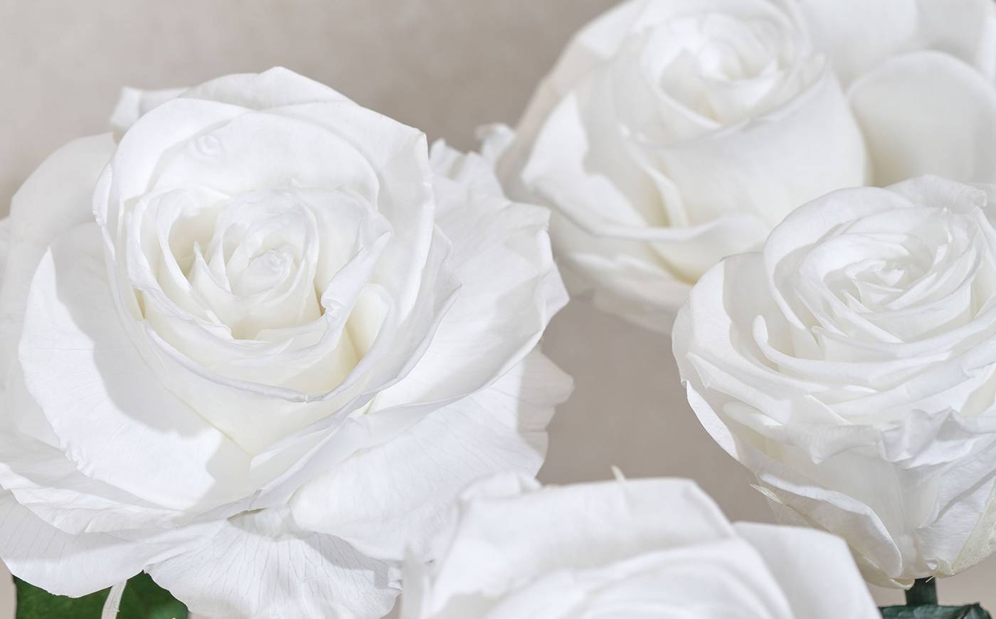 up close visual of white roses