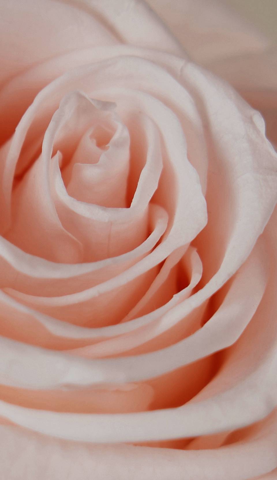 up close visual of pink rose