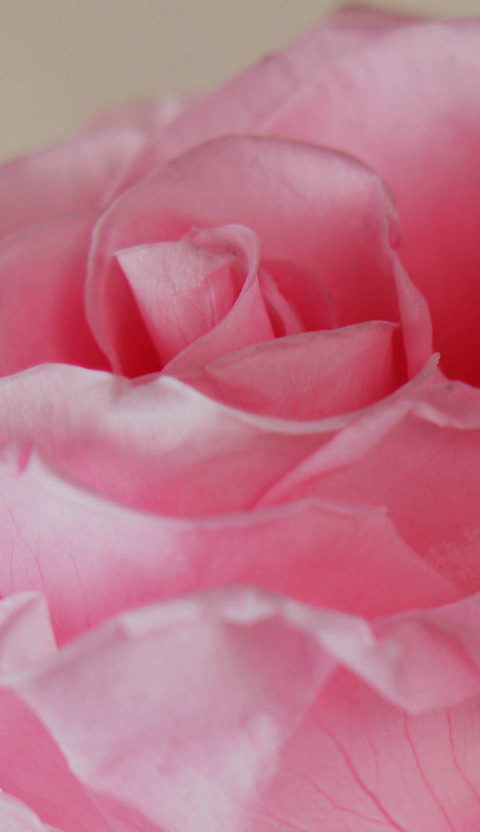 up close visual of bright pink rose