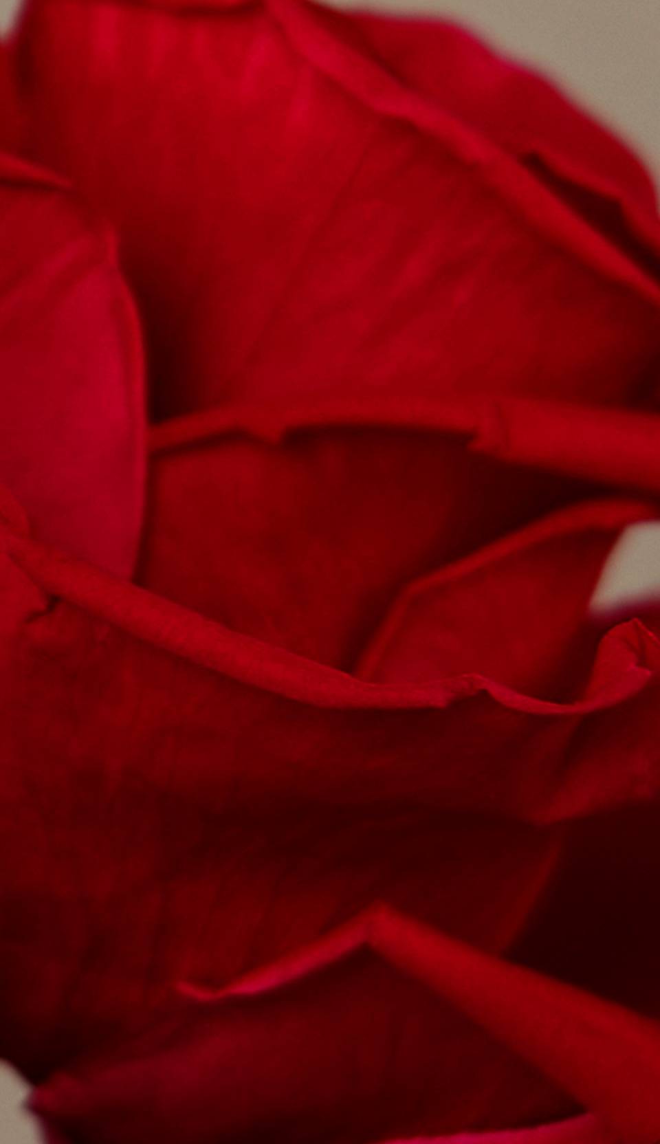 up close image of a red rose