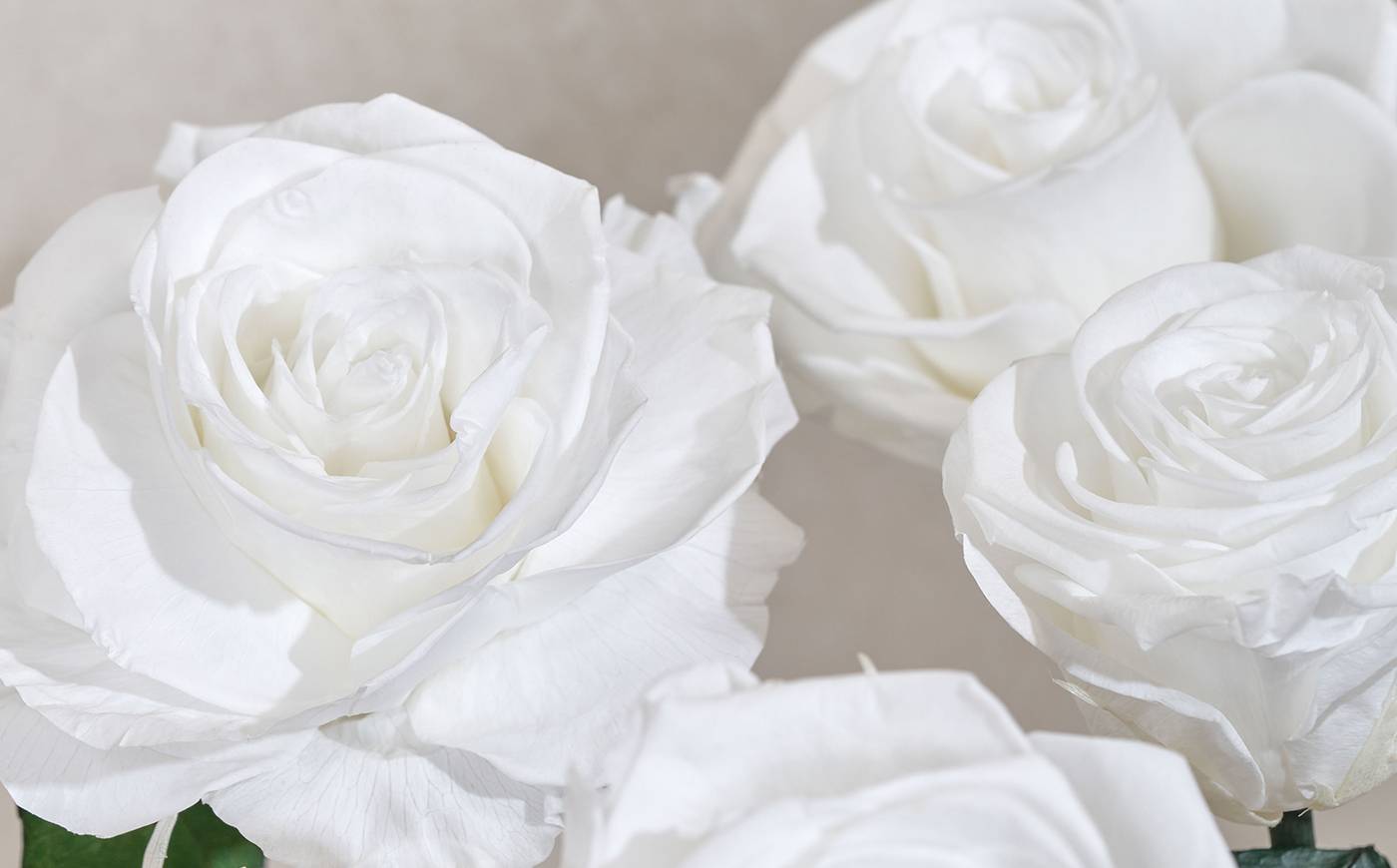 up-close visual of white roses 