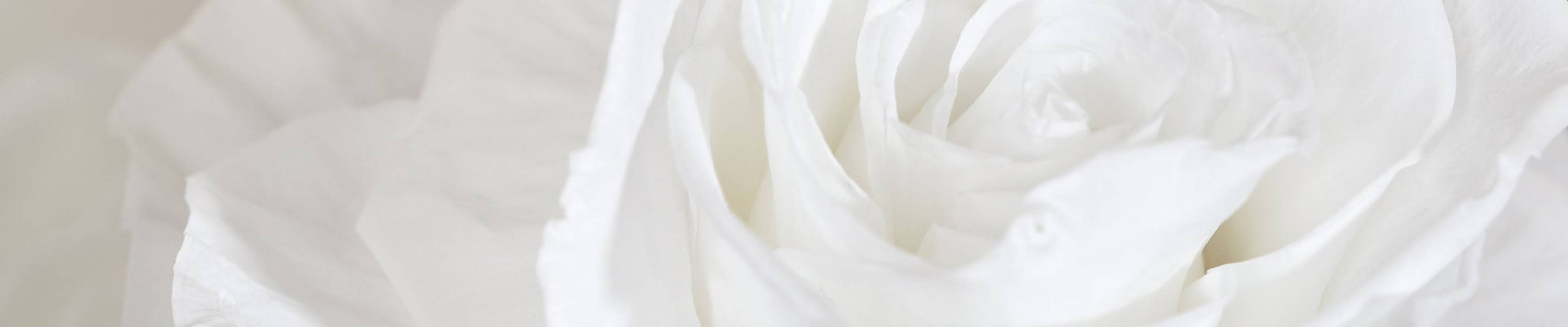 up close visual of white roses