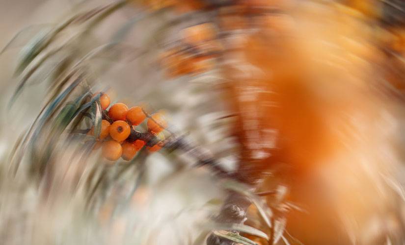 Sea Buckthorn Ingredient Image