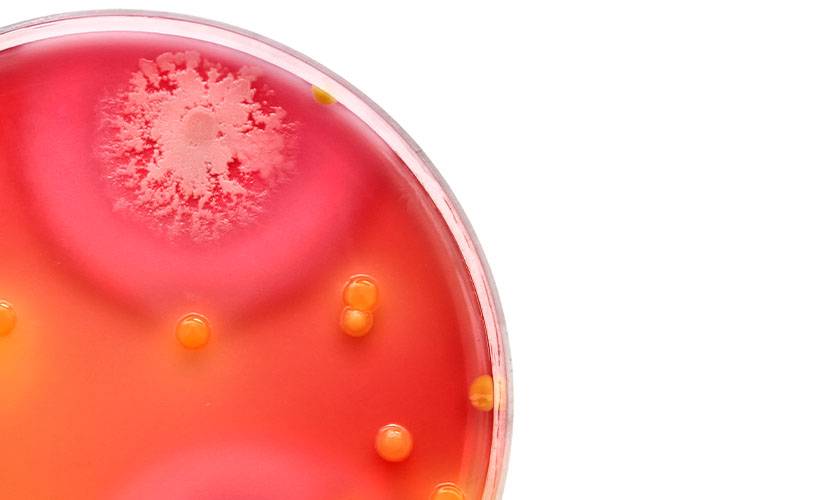 Pure Skincare Ingredients Synthesised With Biotechnology