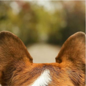 dog ears