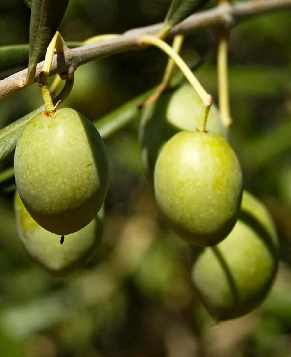 Saponified Extra Virgin Olive Oil