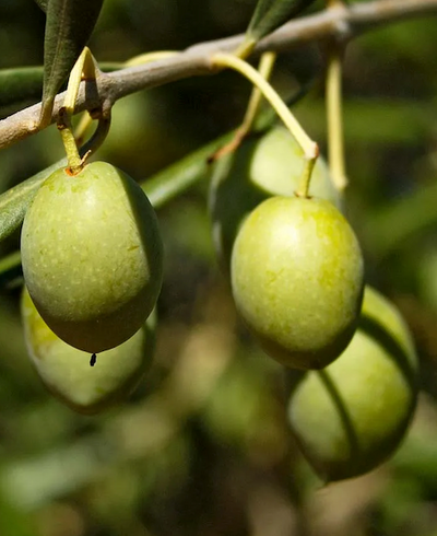 Saponified Extra Virgin Olive Oil